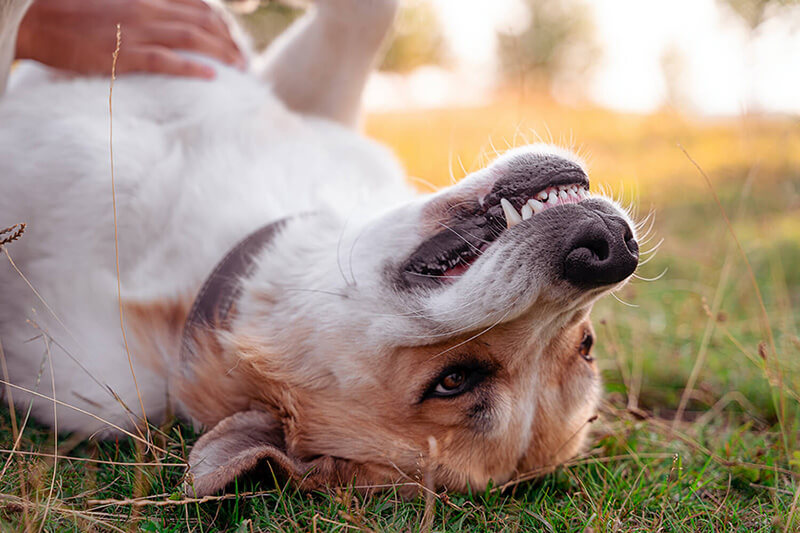 dog laying on back with mouth open and teeth exposed