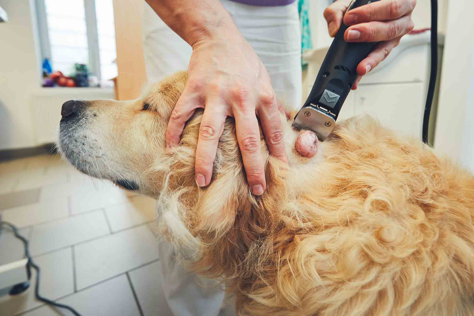 Dog being shaved