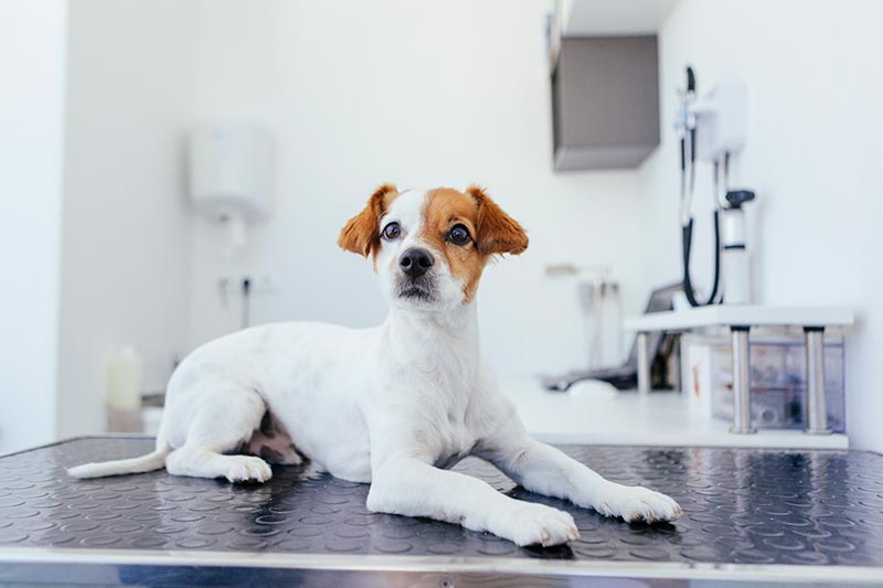 dog sitting on a table in vets office