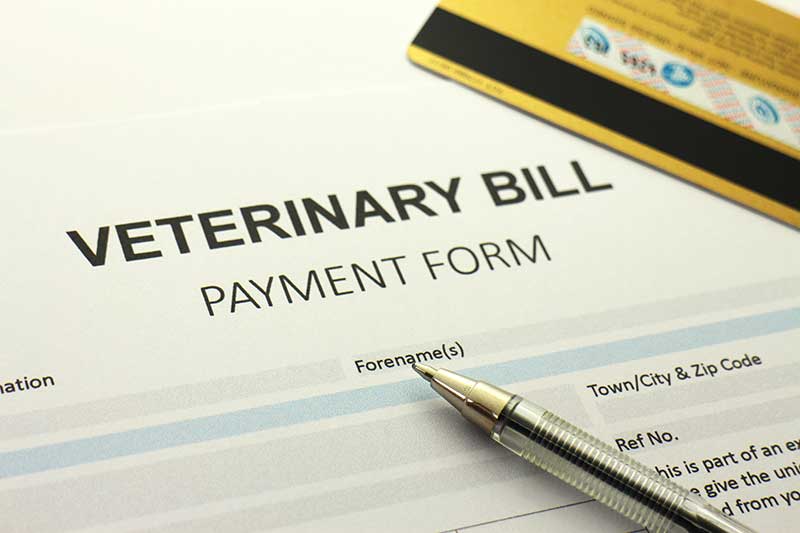 a veterinary bill