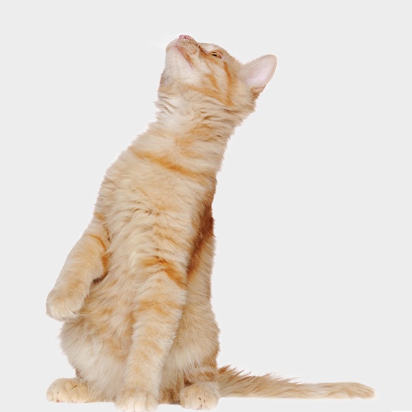 https://petsinstitches.com/wp-content/uploads/2018/12/pets-in-stitches-make-an-appointment-cat.jpg