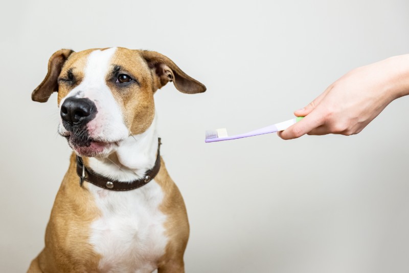 dog with person holding tooth brush