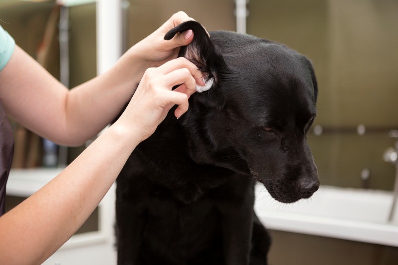 black dog getting ears cleaned