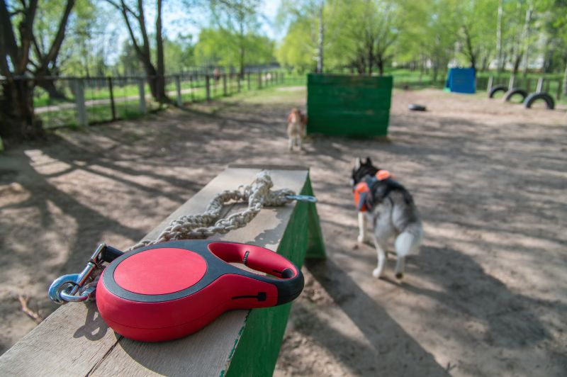 dog in park