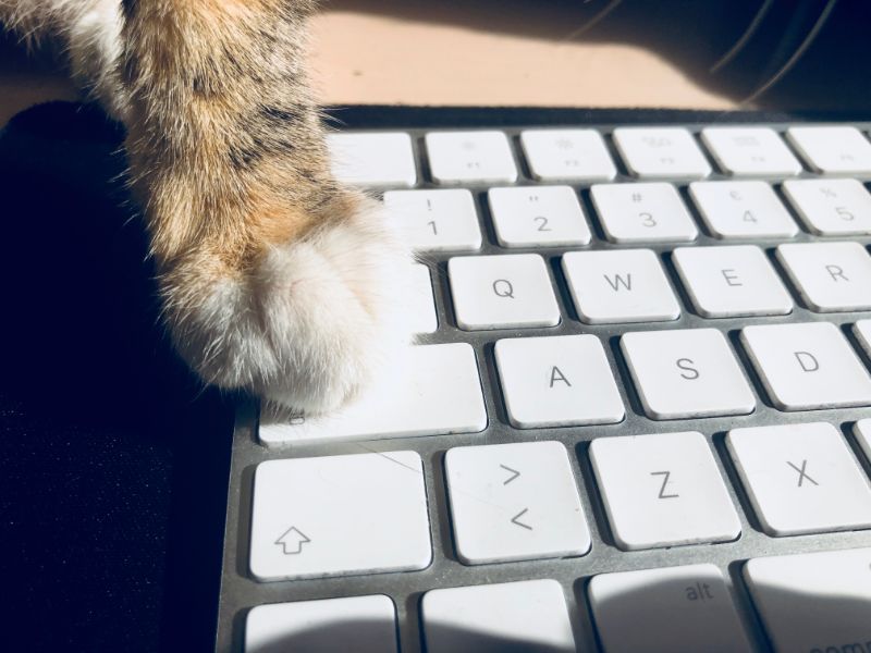 paw on computer keyboard