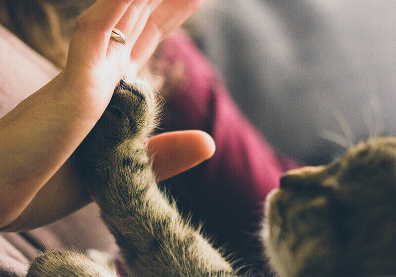 cat giving a person a high five