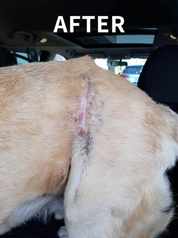 surgery scar on dog