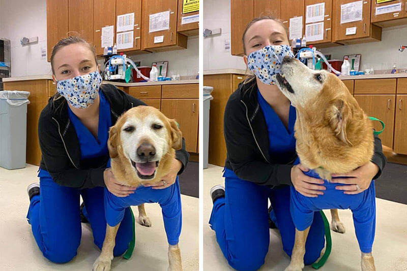 happy dog with vet