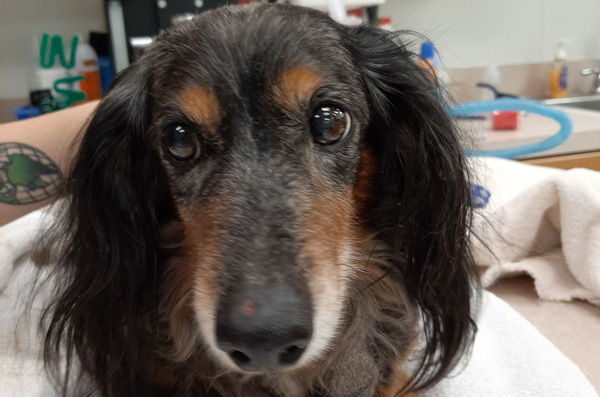 dog sitting in vet office