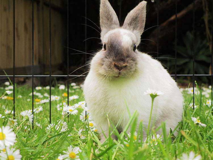 rabbit sitting in grass