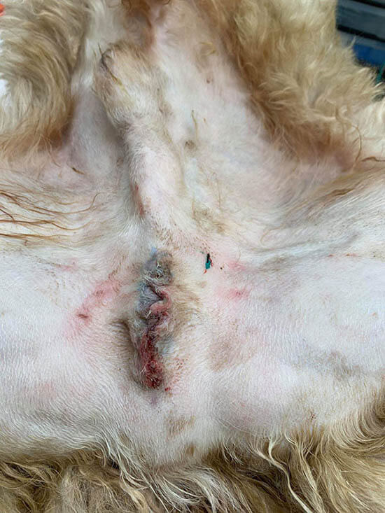 dogs surgery wounds