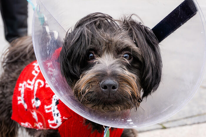 how to keep a dog from licking after neutering