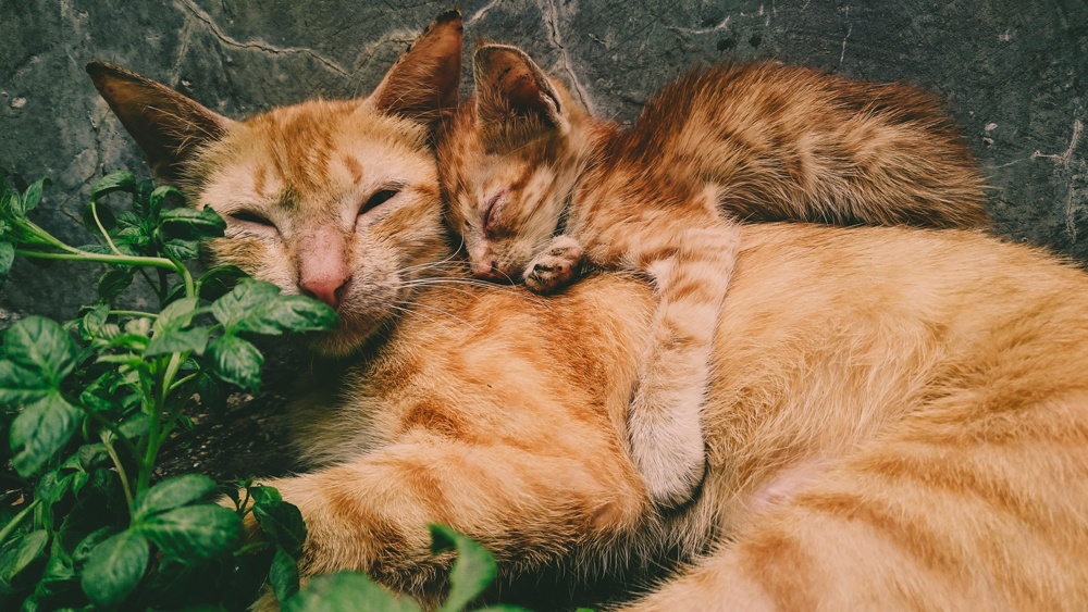 cats laying down with one another