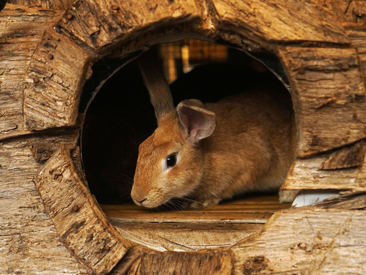 rabbit in wooden hole