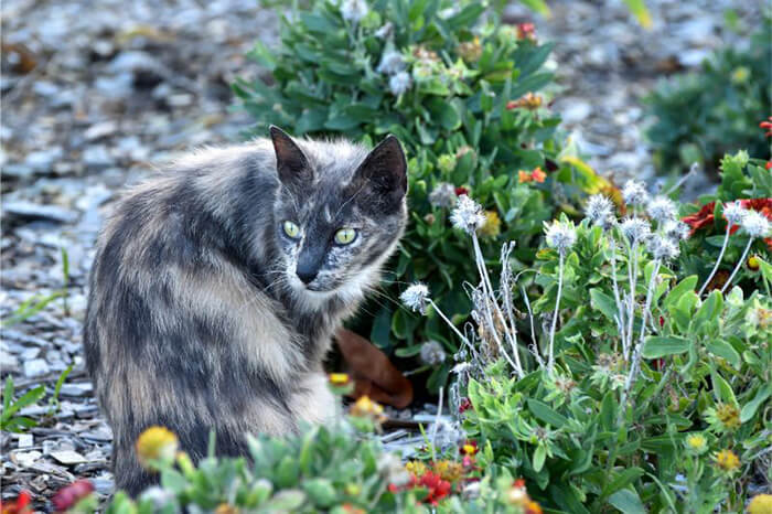 Cat Spring Trap