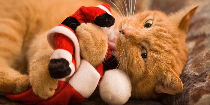 orange tabby cat holding a santa pet toy for christmas