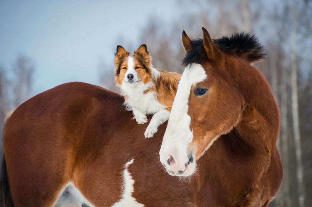dog on a horse