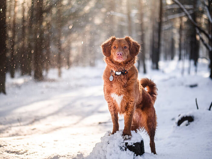 dog in the snow