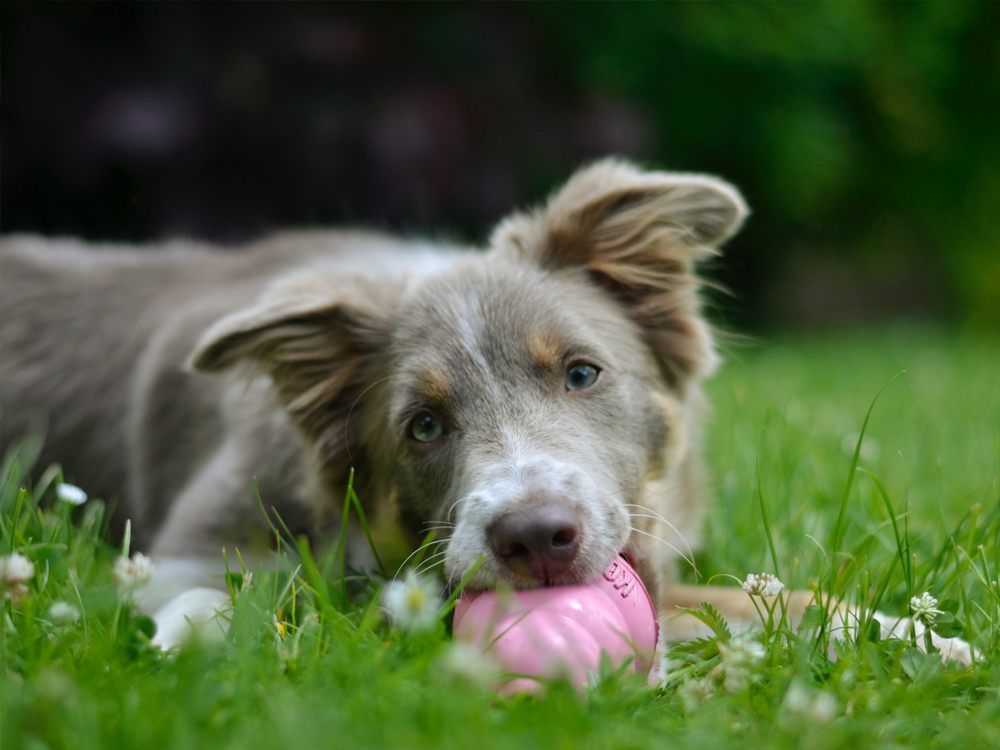 dog laying in the grass