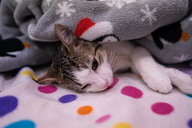 cat laying in blankets