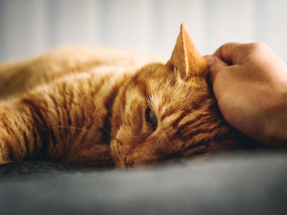 cat laying down being petted