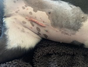 Scar on dog after being spayed