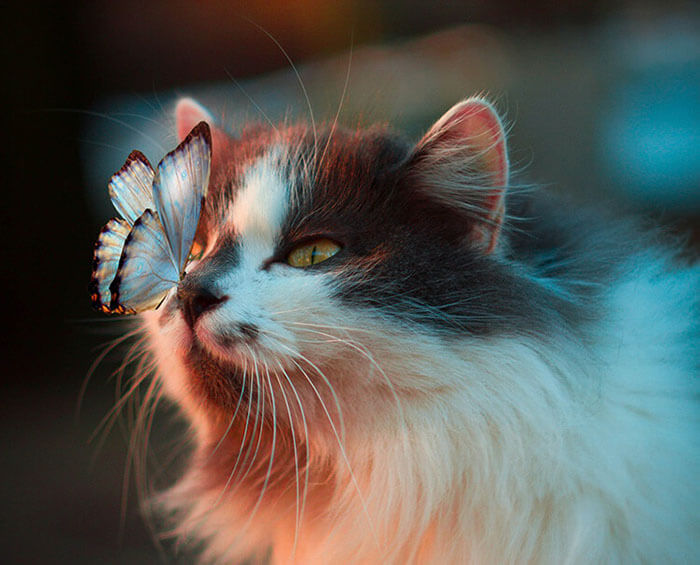 cat with butterfly on nose