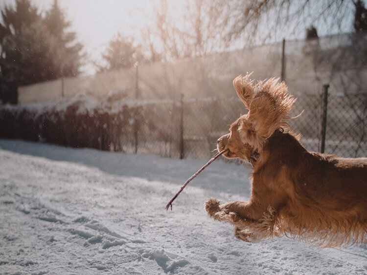 dog playing in the snow with a stick