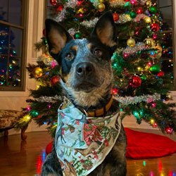 Cash the dog standing in front of the christmas tree with his festive bandana around his neck