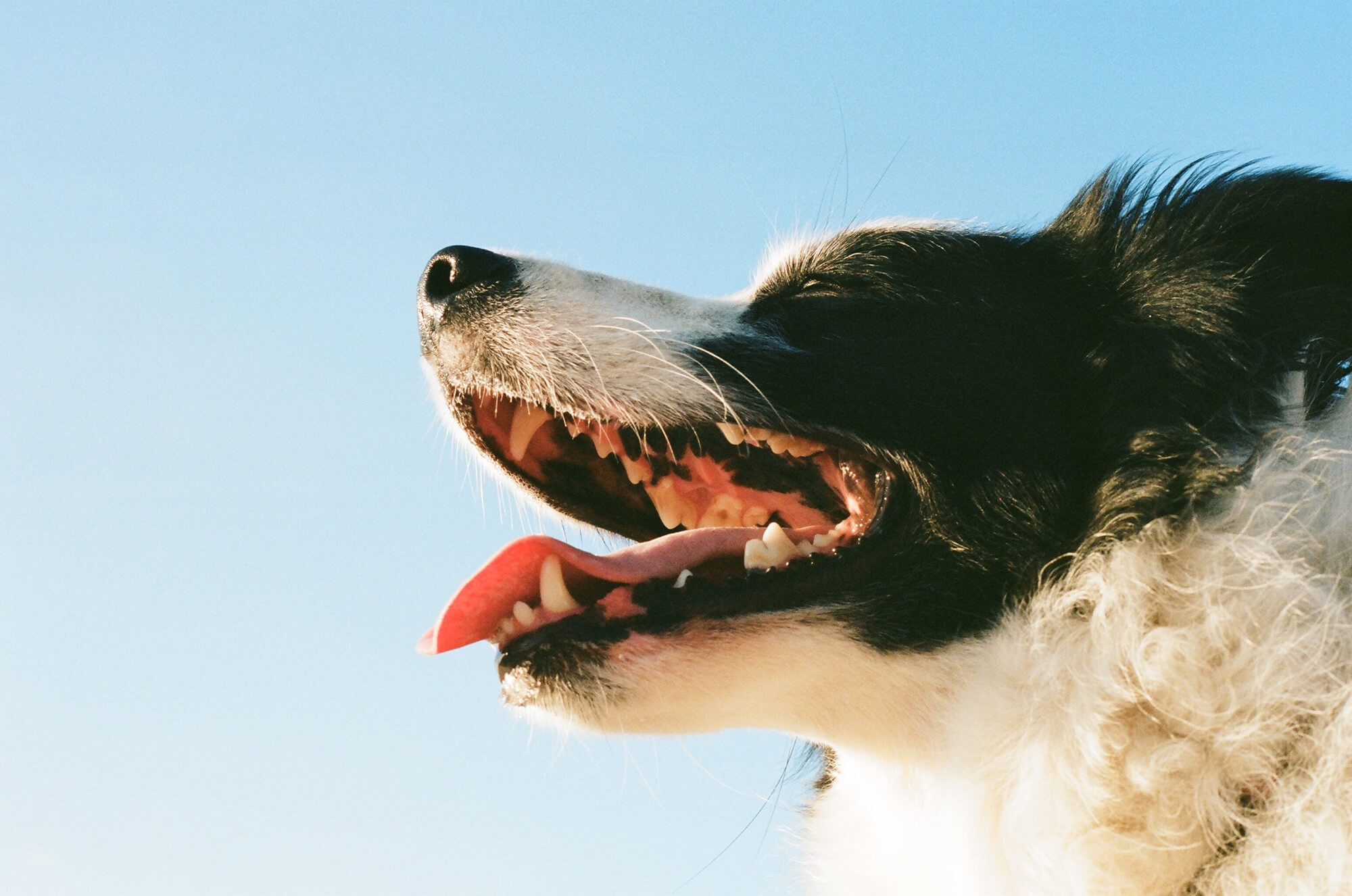 Dog showing teeth in the sunlight