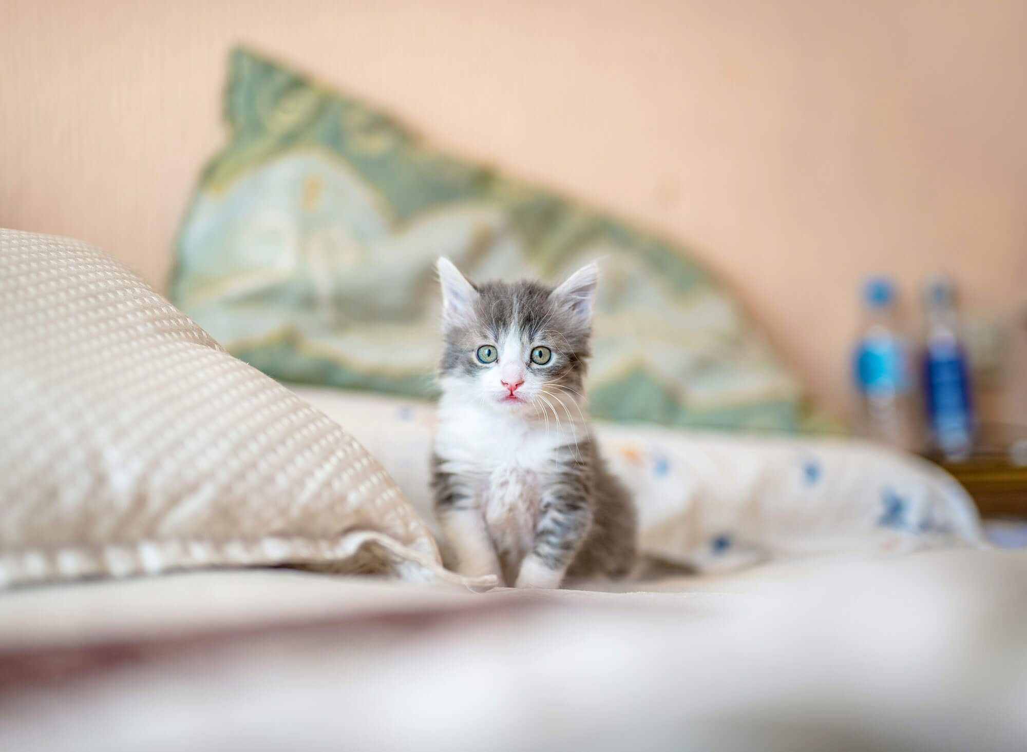 kitten sitting on bed