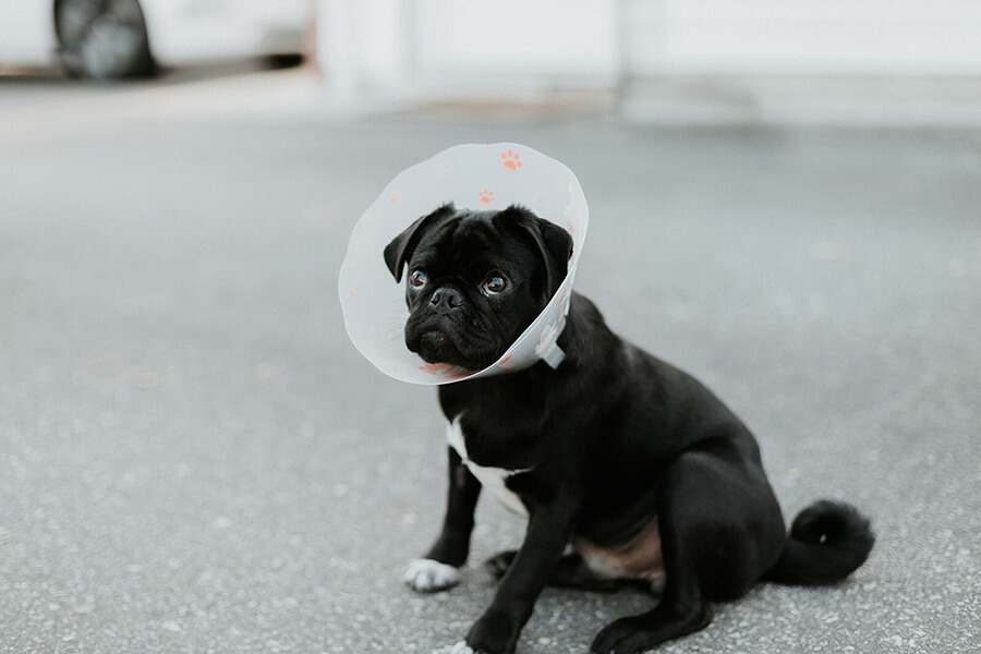 Black dog sitting with cone on