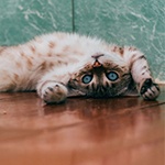 Kitten laying on its back on wood floor