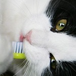 Black and white cat getting teeth brushed
