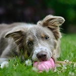 Puppy playing with ball in yard