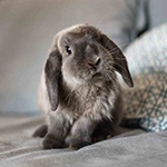 Small grey rabbit sitting in grass