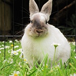 Small white rabbit sitting in grass
