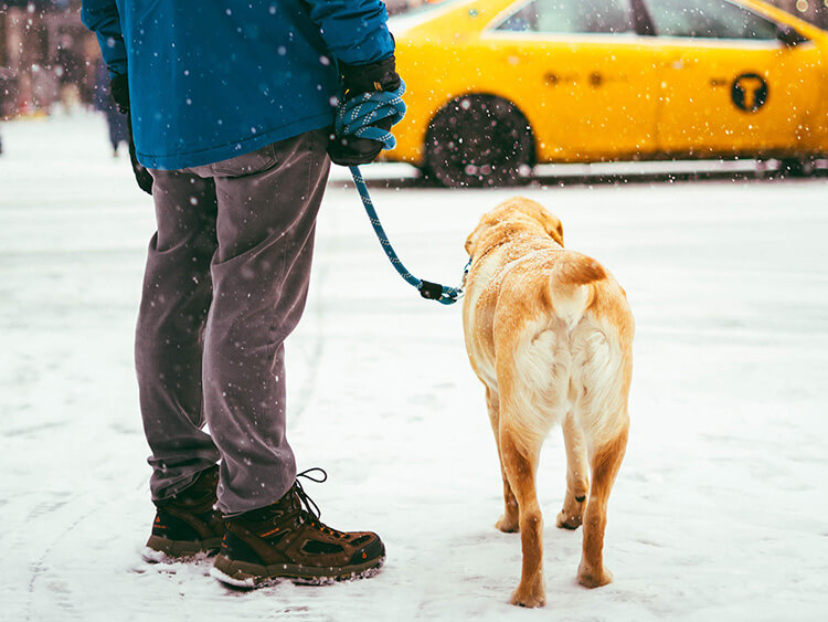 Dog on the sidewalk in the snow with owner