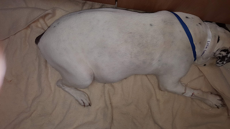 Dog with Pyometra has swollen abdomen