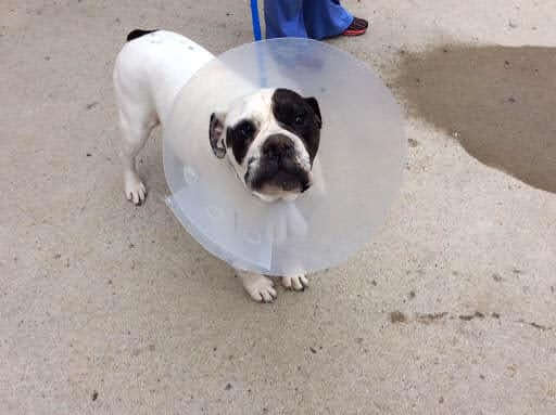 Dog one week after Pyometra surgery