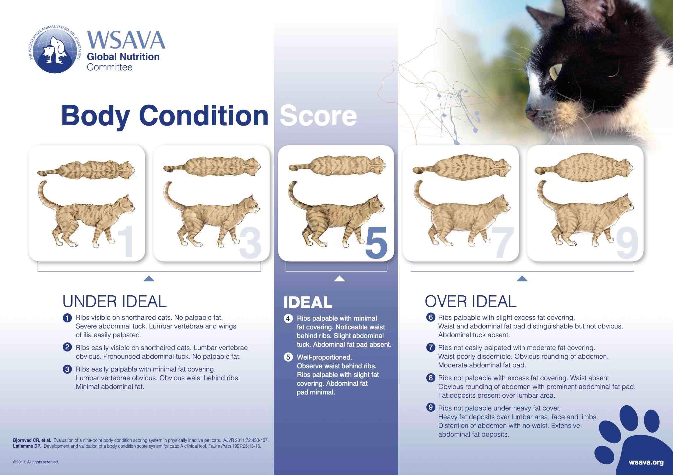 Cat Body Condition Score Chart 