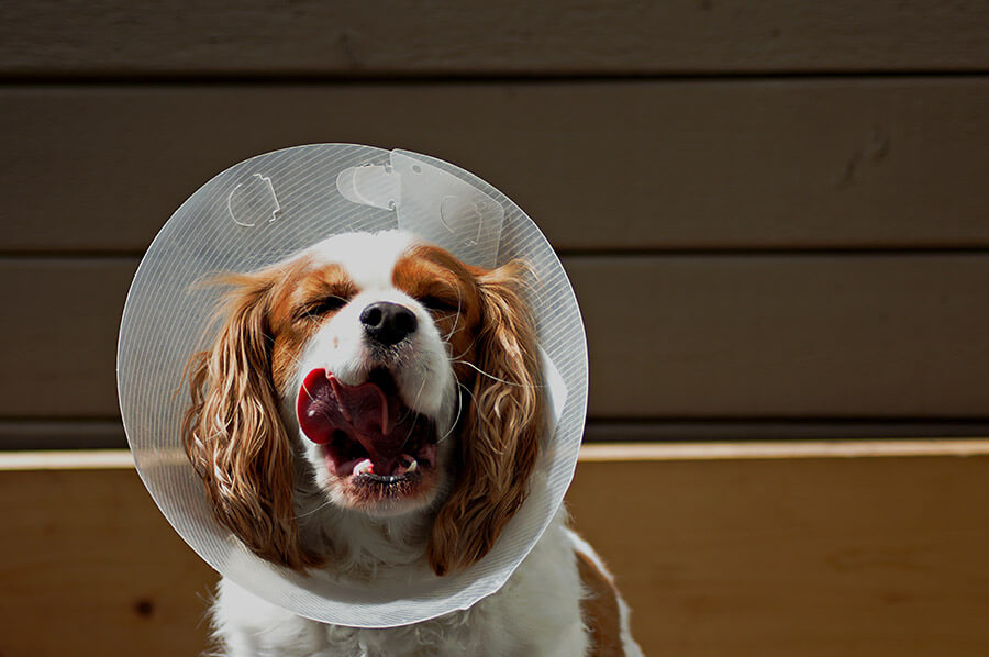 dog with neuter cone on head