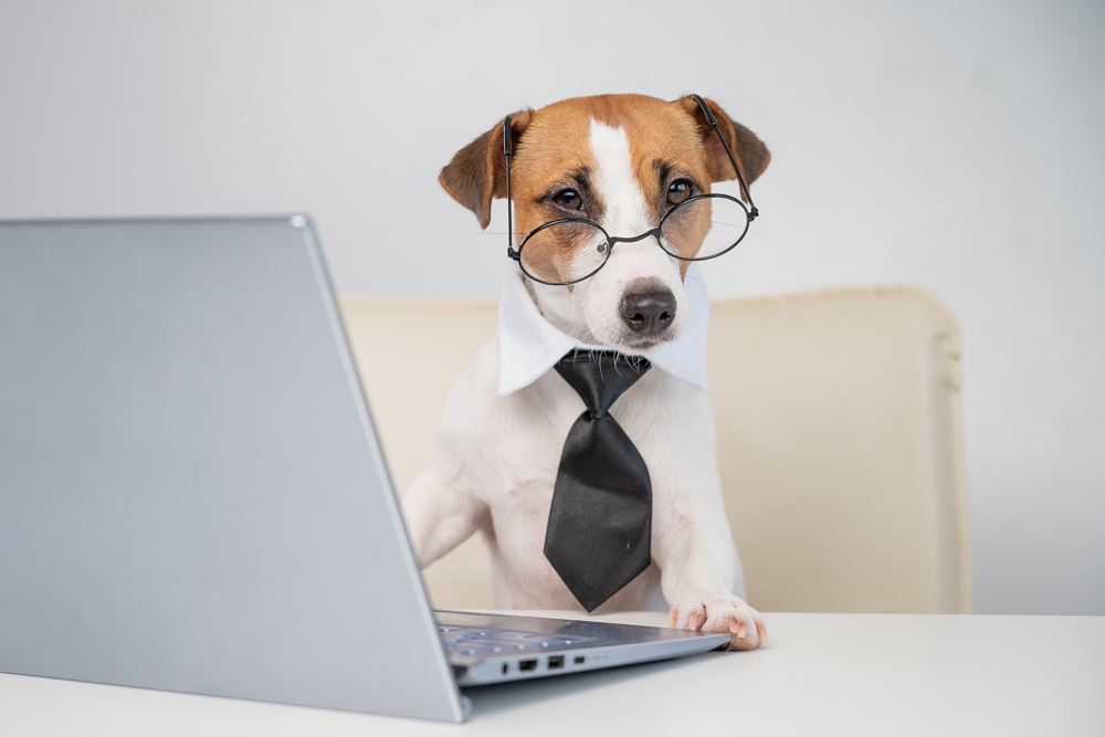 dog with glasses on behind a computer