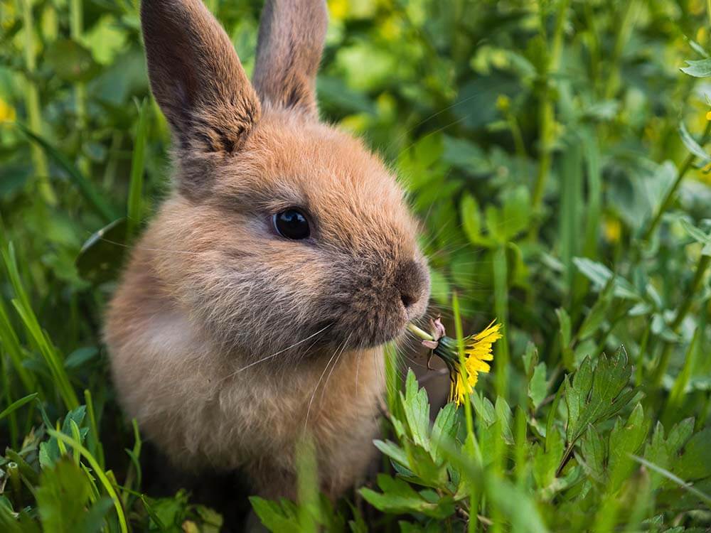 What To Look For in Rabbit Food Pets in Stitches