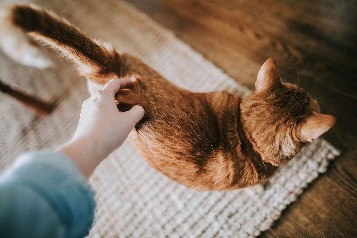 cat being pet by person