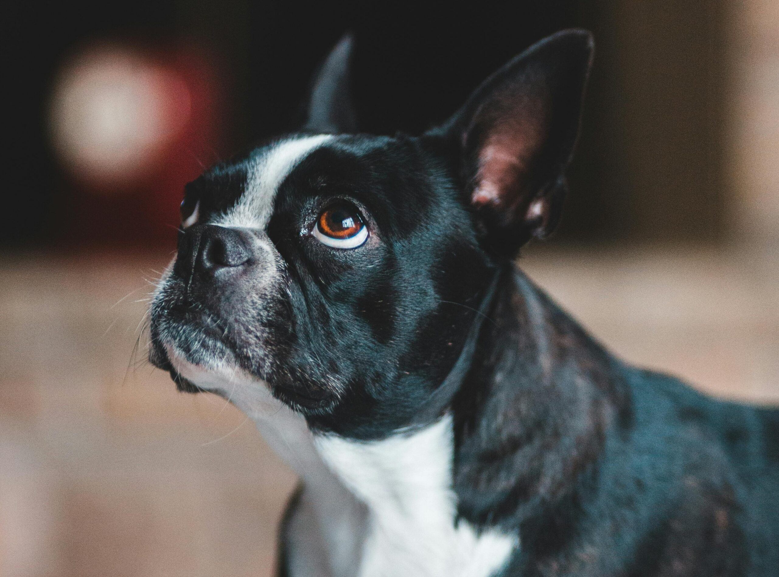 Boston terrier looking up