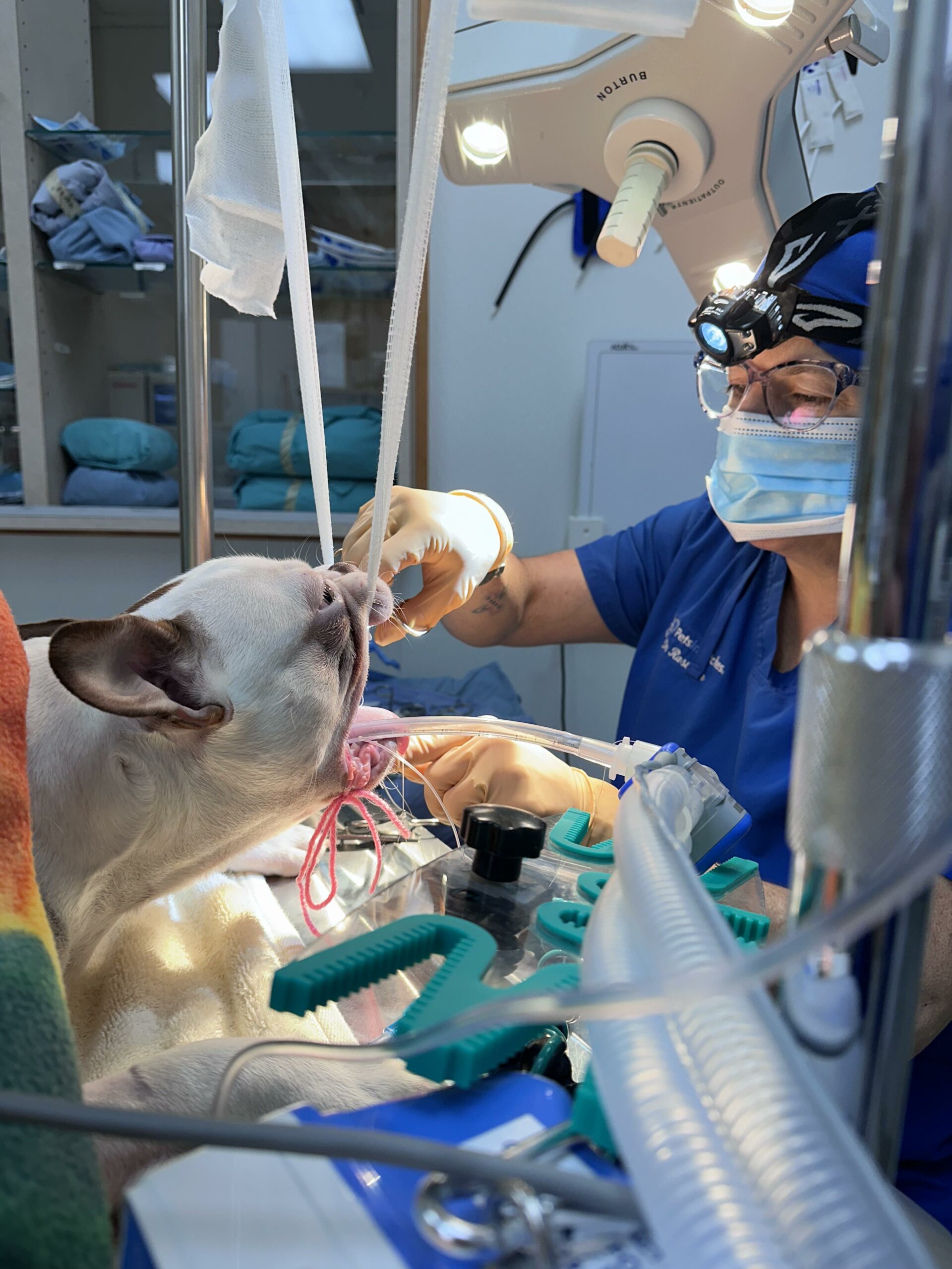 Boston terrier receiving surgical treatment for elongated soft palate