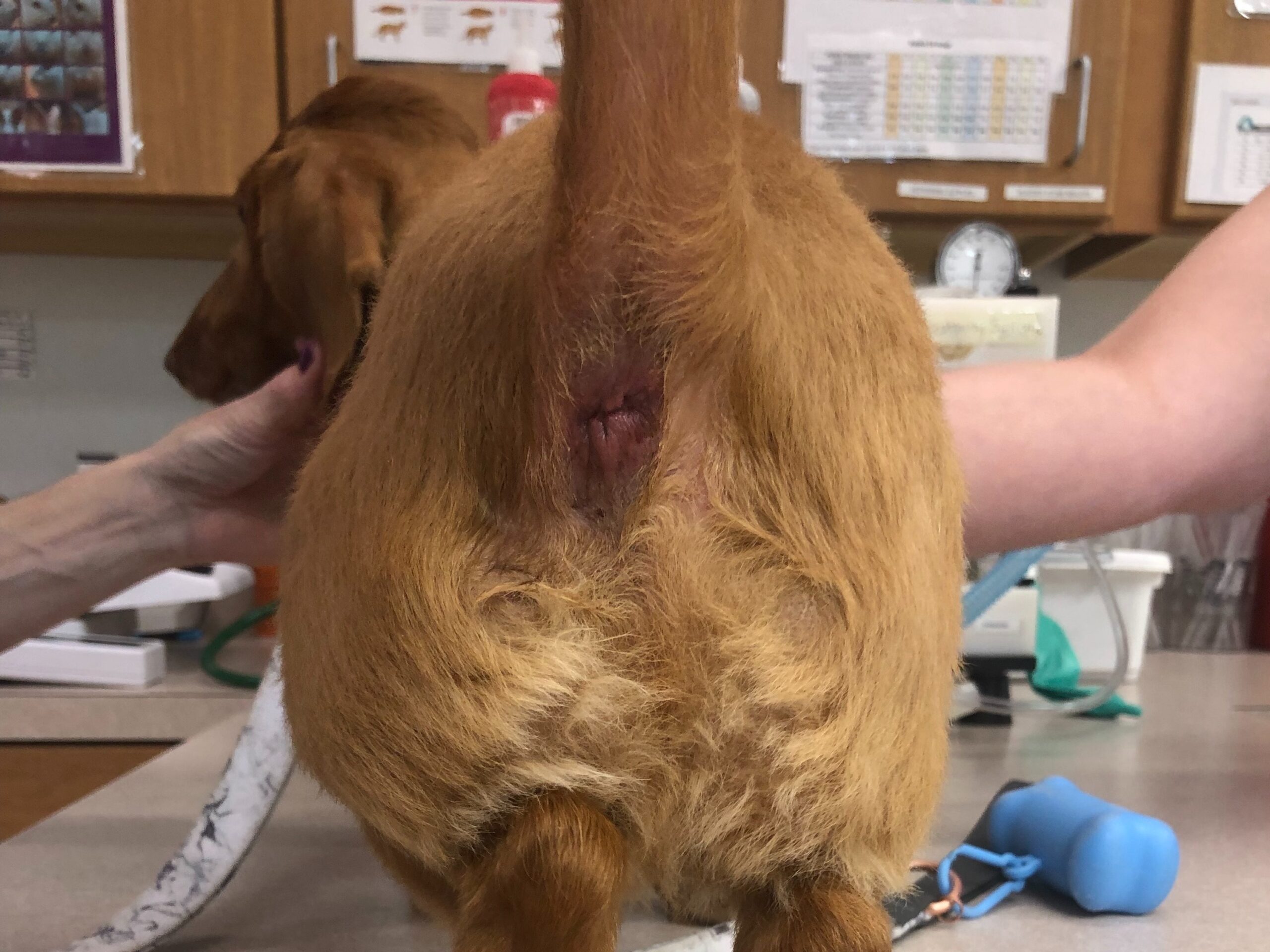 Brown dachshund one month post-surgery for perineal hernia.