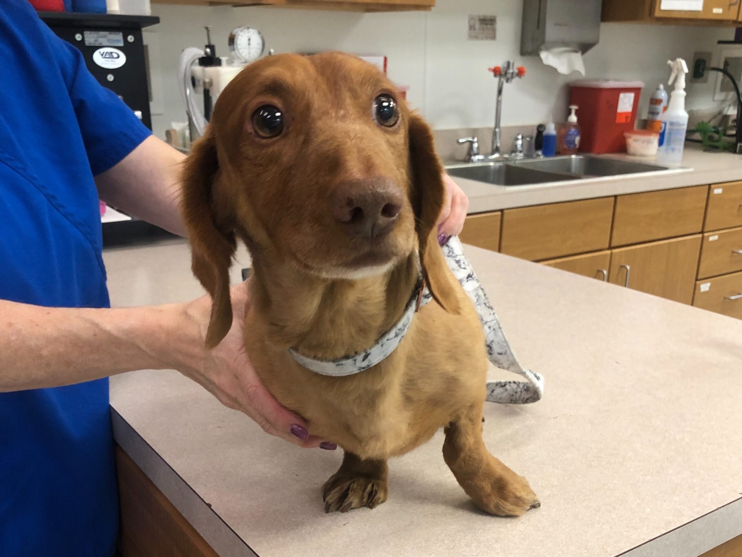 Brown dachshund standing on exam table next to veterinarian