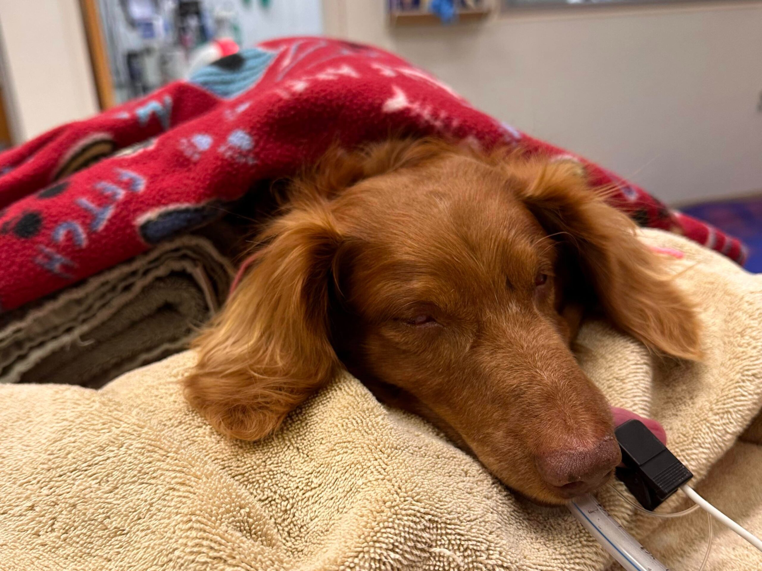 Brown dachshund undergoing perineal hernia surgery.